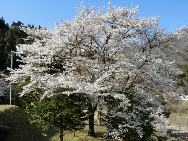 日向記念公園の桜